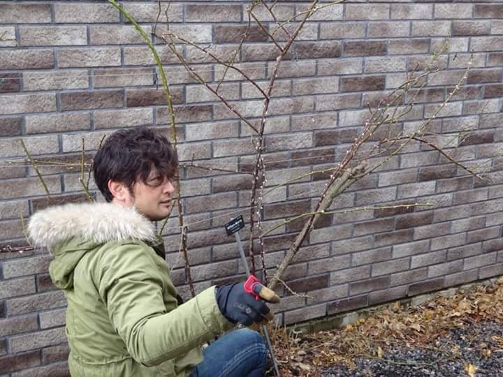 大野耕生流 裏ワザ つるばら剪定 誘引作業 冬の楽しい作業重要ポイント お知らせ プレスリリース 花ごころ