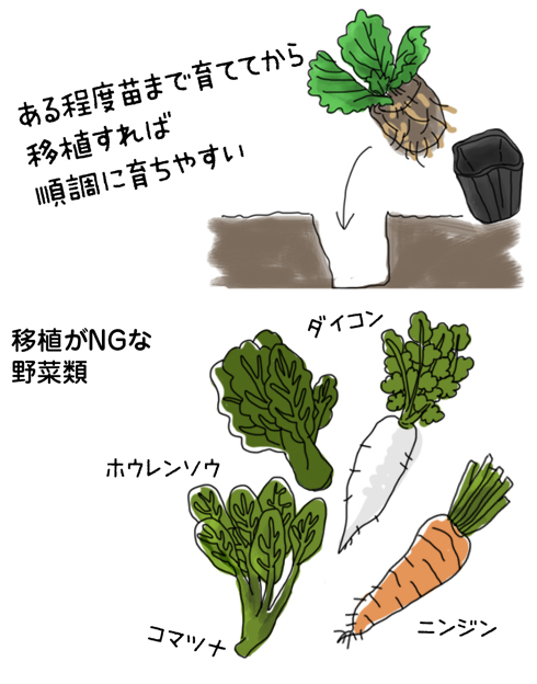 野菜の種(新種)18種類