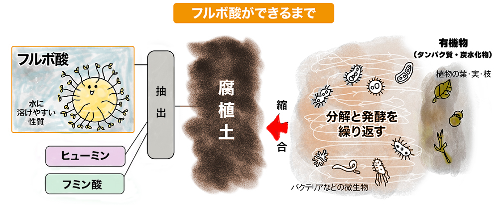 フルボ酸ができるまで width=