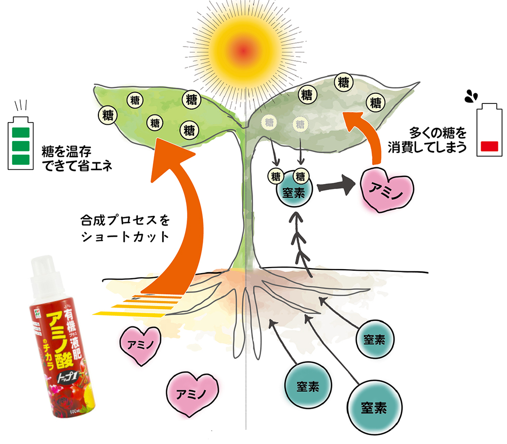 フルボ酸の相棒「アミノ酸」