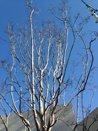 自然樹形 サルスベリ