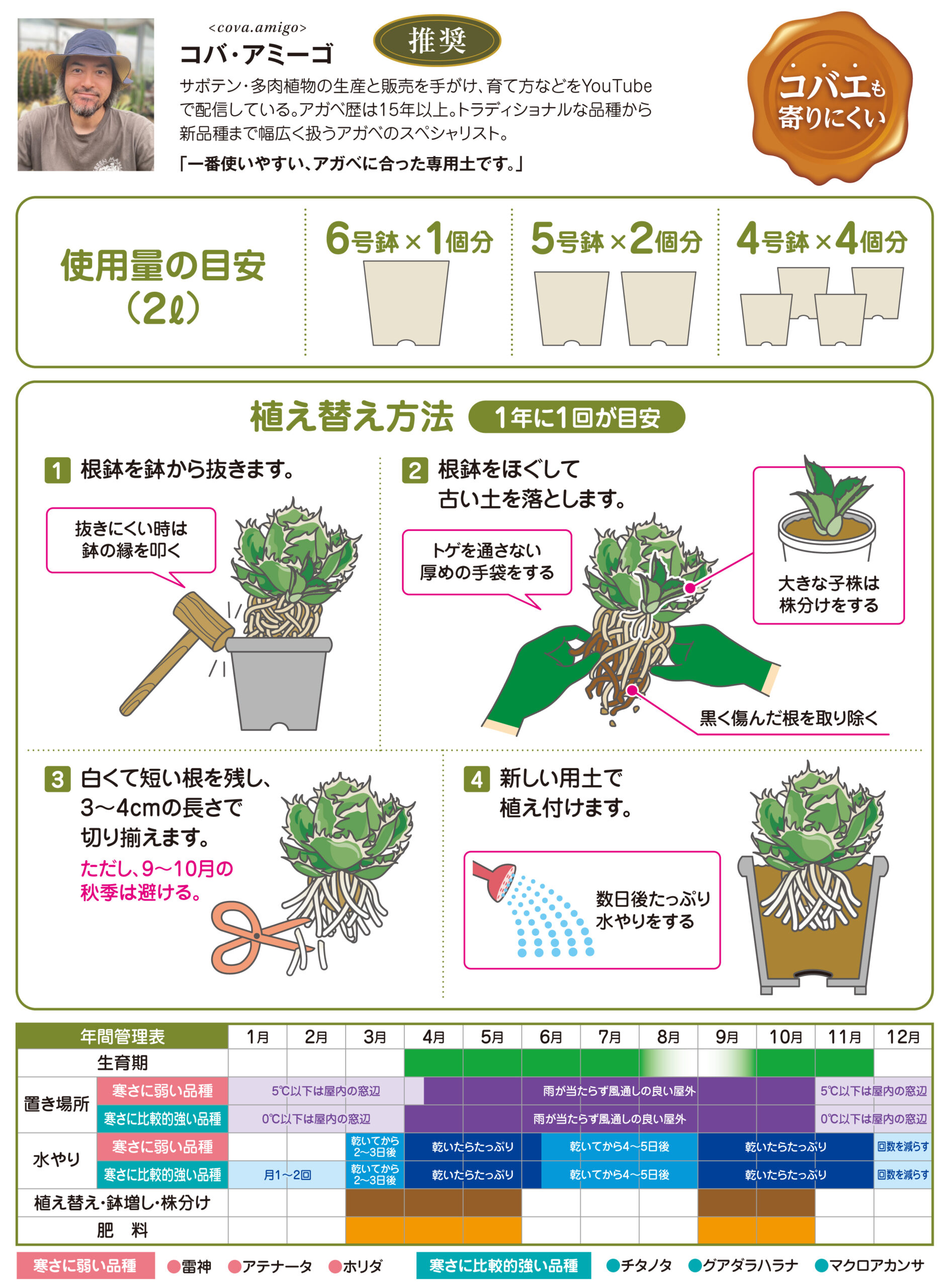 アガベの土