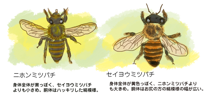 もっと知りたい！ミツバチの こと。 | 花ごころメディア | 花ごころ