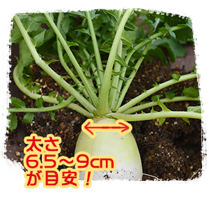 花ごころ　園芸レシピ89 『びっくり大根小太りくん　袋栽培セット』　収穫