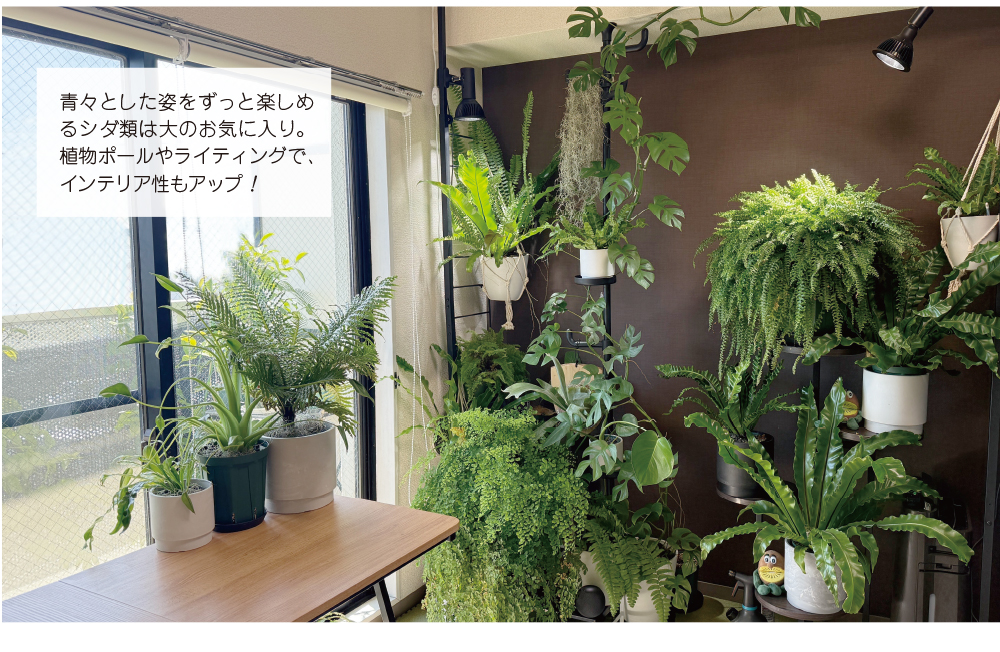 青々とした姿をずっと楽しめるシダ類は大のお気に入り。植物ポールやライティングで、インテリア性もアップ!
