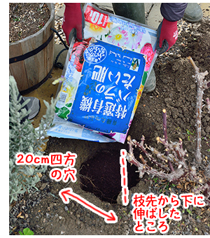 バラの堆肥を寒肥として使う