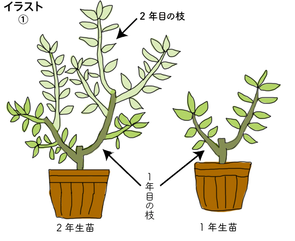 基本をおさえて 栽培スタート 1年目の ブルーベリー スタディ 花ごころメディア 花ごころ