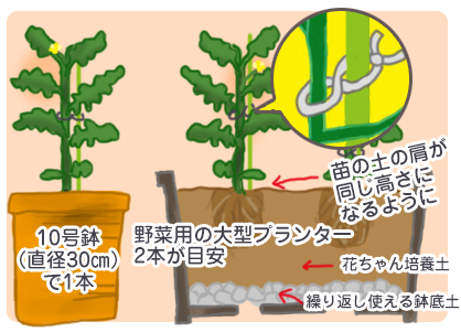 花ごころ園芸レシピ77　おもてなし武将隊×三英傑の野菜苗　トマト　植え付け方　支柱の立て方