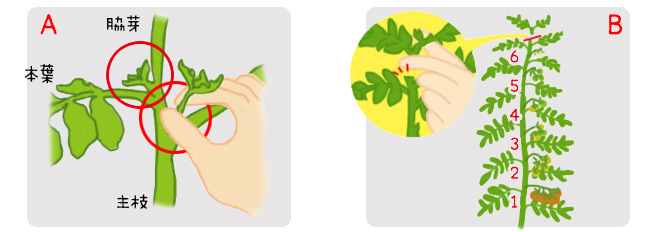 花ごころ園芸レシピ77　おもてなし武将隊×三英傑の野菜苗　トマト　摘芯　