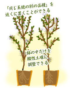 花ごころ　花咲ライフ119　果樹の鉢栽培【土選びも、鉢植えならラクラク】