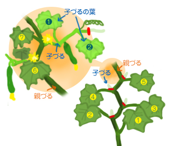 花ごころ園芸レシピ77　おもてなし武将隊×三英傑の野菜苗　キュウリの摘芯