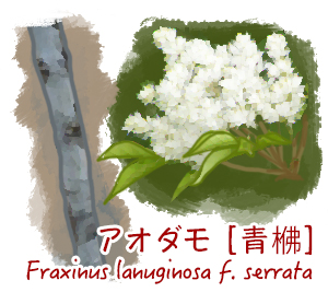 花ごころ　花咲ライフ121　シンボルツリー　アオダモ
