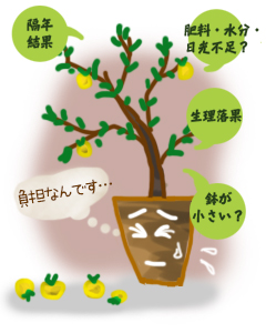 花ごころ　花咲ライフ119　果樹の鉢栽培【実が落ちちゃうのは、なぜ？】
