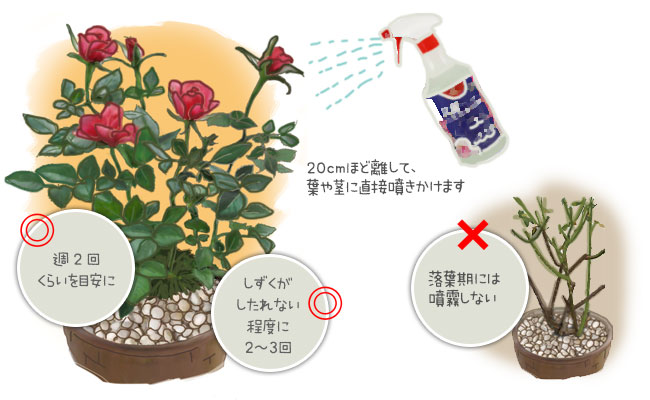 花ごころ　園芸レシピ87｜大苗から始めるバラづくり　抗菌マイスター『バラ ミニバラの活力液』の使い方