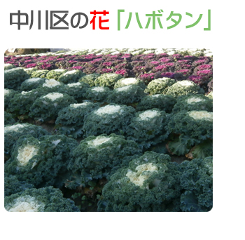 花ごころ　旬の園芸レッスン70　へぇ〜、そうだったの!?　「あいちの伝統野菜」中川区の花「ハボタン」