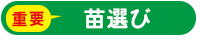 苗選び