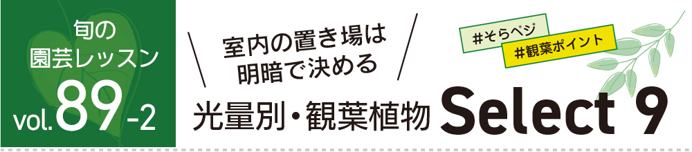 室内の置き場は明暗で決める　光量別・観葉植物Select 9