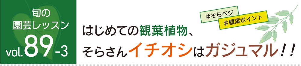 はじめての観葉植物、そらさんイチオシはガジュマル!!