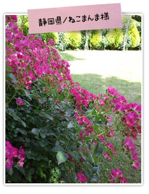 花ごころ　花咲ライフ116「庭の土壌改良」私のお庭自慢　静岡県 ねこまんま様