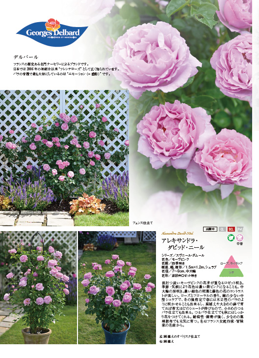 切り花品種バラ苗　レアバラ SWEET DIAMOND ♡ Rose 切り花品種バラ苗 レアバラ SWEET DIAMOND ♡ Rose 切り花品種